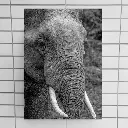African Elephant Close-Up - Black and White Wall Art