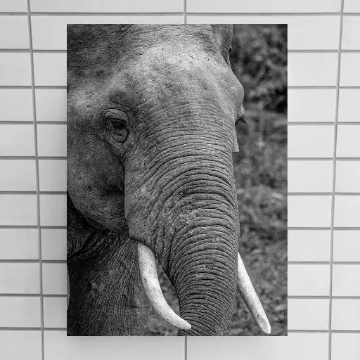African Elephant Close-Up - Black and White Wall Art